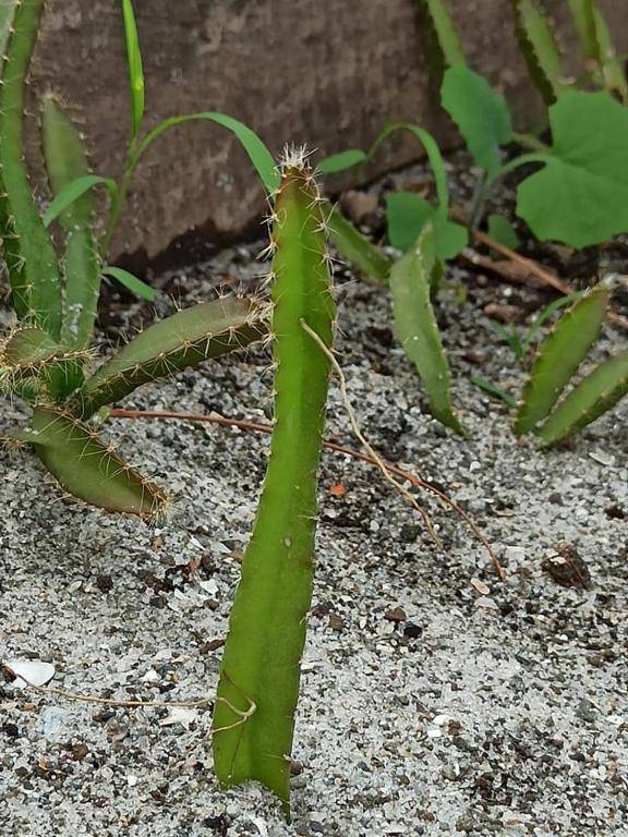 Dharma Casa Holistica