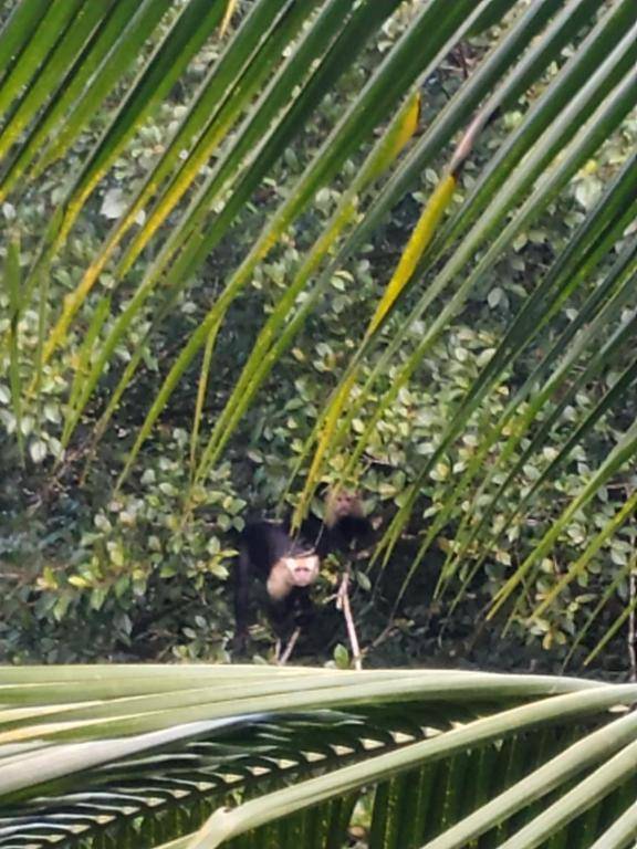 La Luciernaga Big Creek