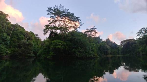 Jungle Eco Reserve