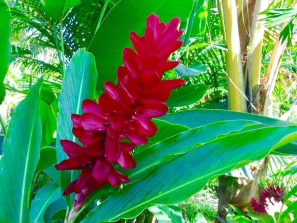 Cabaña Villa Victoria