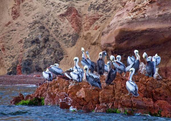 Hotel Paracas a Luxury Collection Resort Paracas