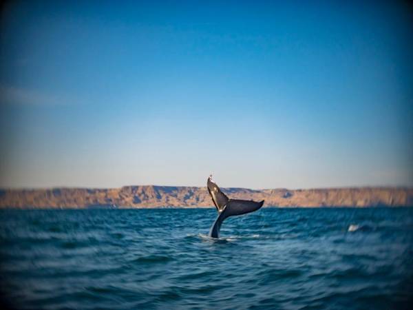 Casa del Rocío - Desing Beach House