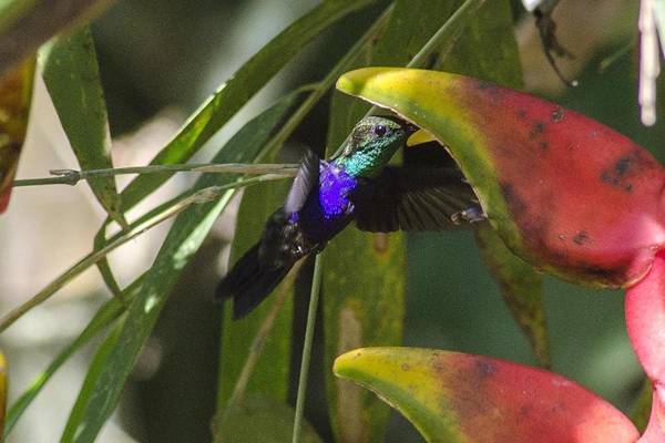 Tambopata Ecolodge