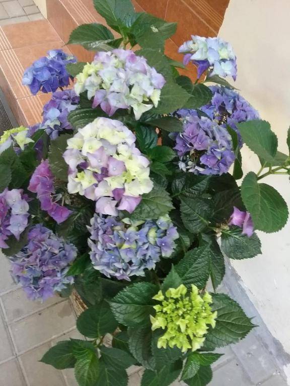 WELCOME - APARTAMENT 56 m2 - 3 - POKOJOWY - parter i APARTAMENT II pietro