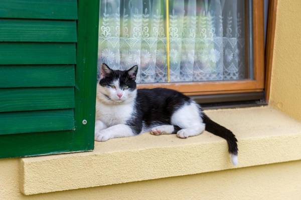 Apartamenty Leśniczówka Salamandra