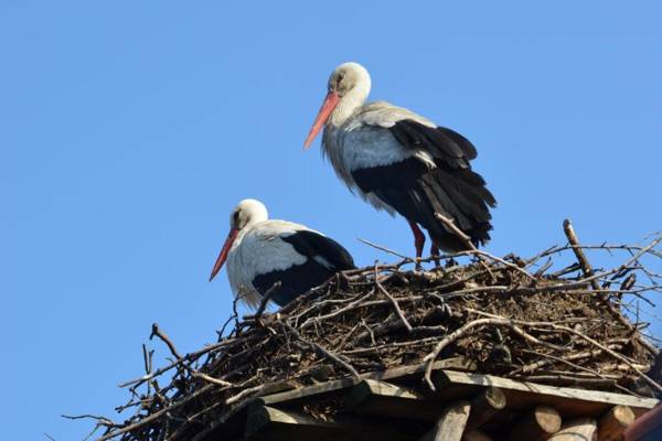Stara Szkoła w Harszu