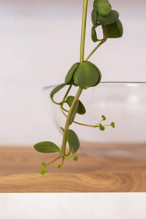 Studio Cracow Rakowicka 14 by Renters