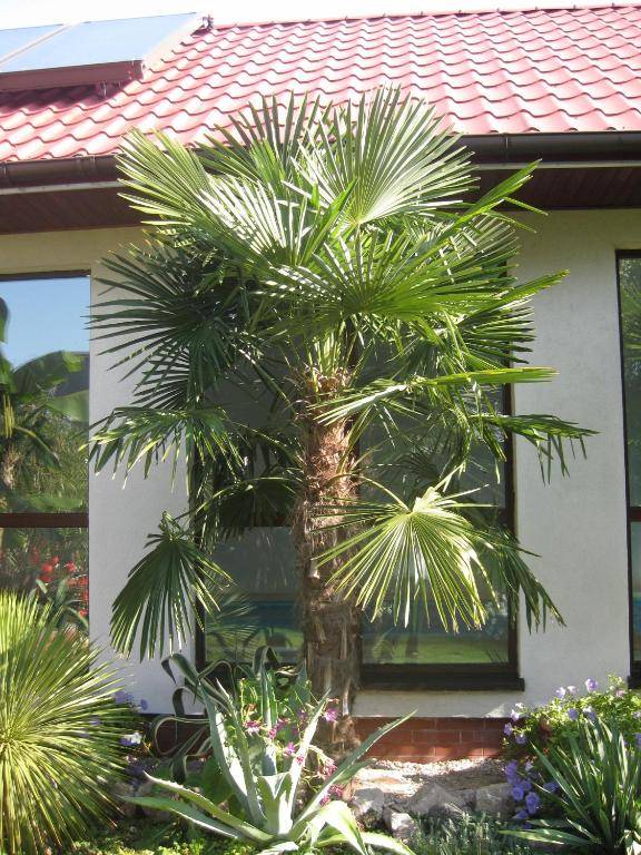 Pokoje Gościnne Pod Palmami