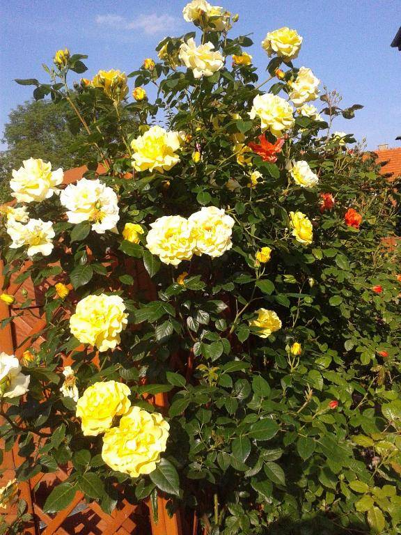 Dom Pod Różami Agroturyst