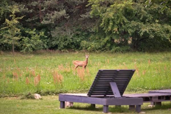 Brzozowy Dworek - Winnica Lipowiec