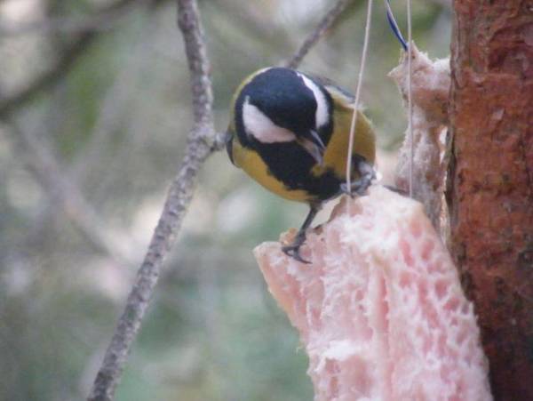 Dom WIKTOR Kaszuby do 5 os.