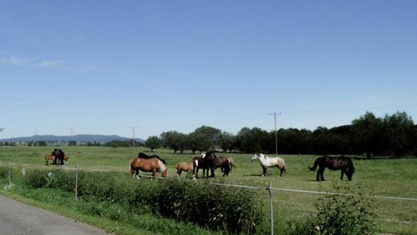 Smażalnia pstrąga-agroturystyka pod złotą rybką