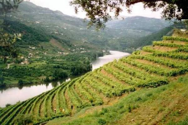 Douro House