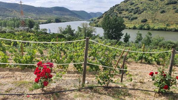 Olhares do Douro