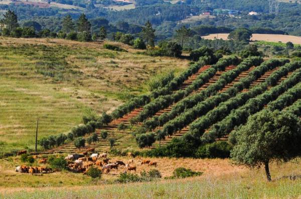 Reserva Alecrim EcoSuite & Glamping