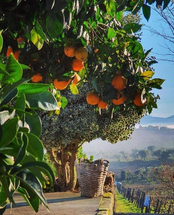 Casa dos Barros Winery Lodge by Vintage Theory