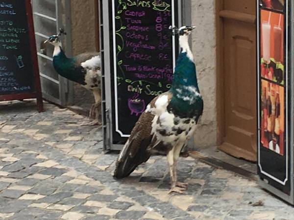 Castle Inn Lisbon Apartments