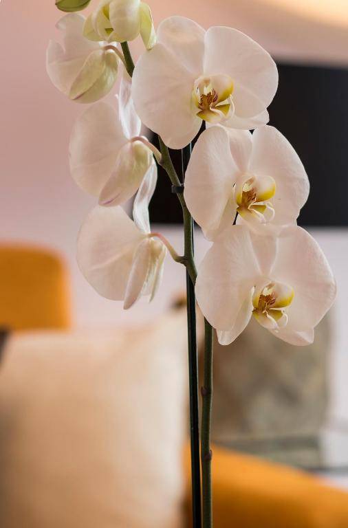 Apartamentos Rosa do Bairro Alto