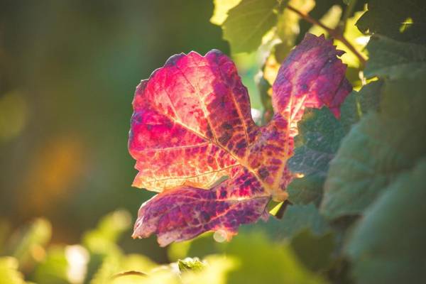 Quinta do Valdalagea