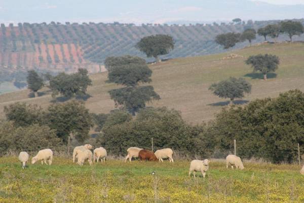 Monte Alto Agroturismo