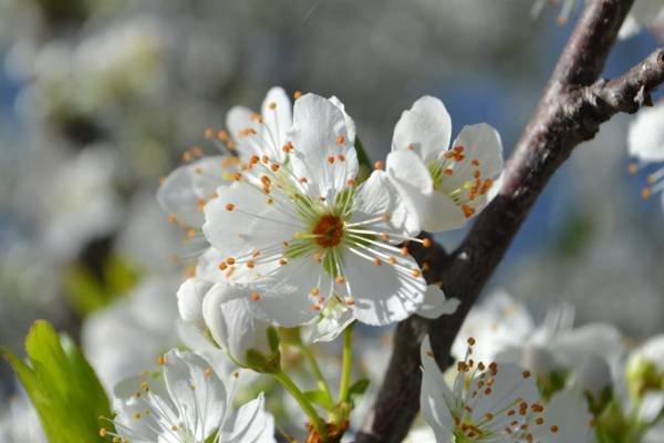 Alvor Ar de Mar Apartamentos
