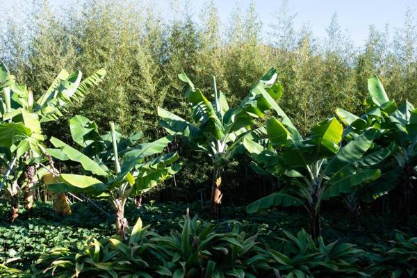 Casa do Feitor by OurMadeira