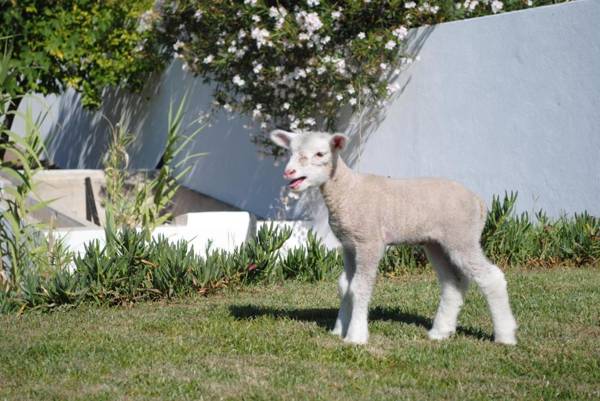 Monte das Texugueiras