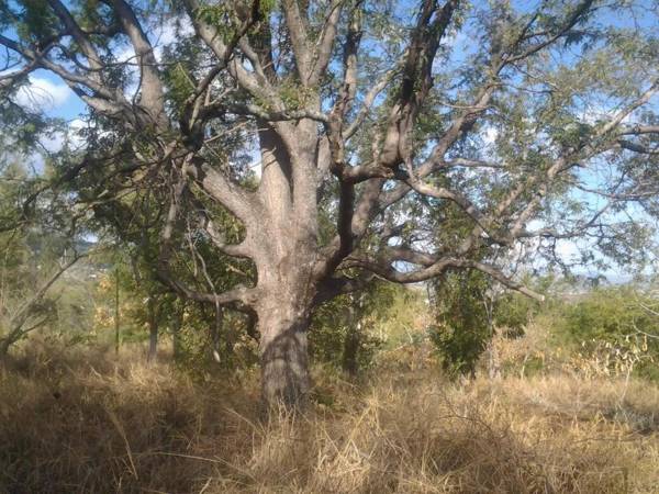 Ferme équestre des Avirons