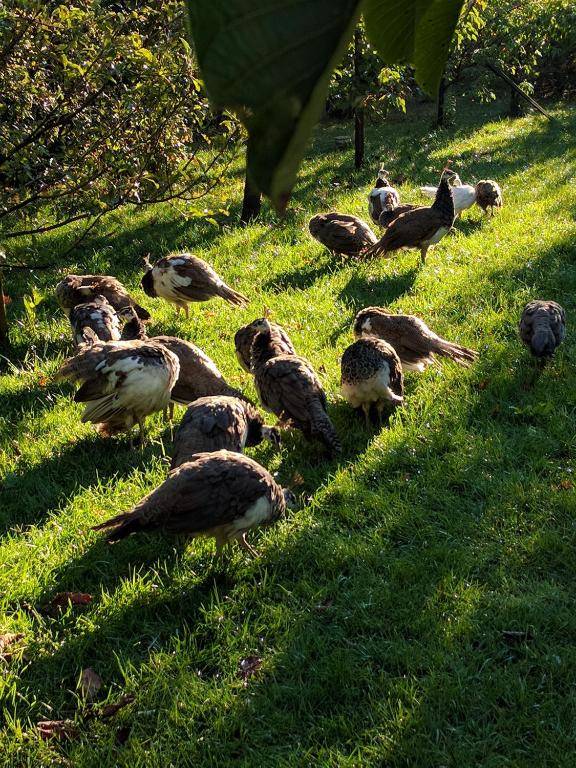 Pensiunea Catering Bio Concept SRL