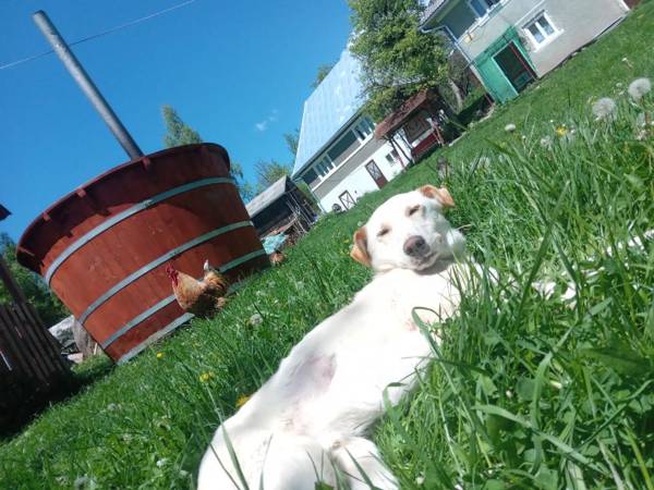 Room in Guest room - Idylic Family Sejour with Hottube in Green Land