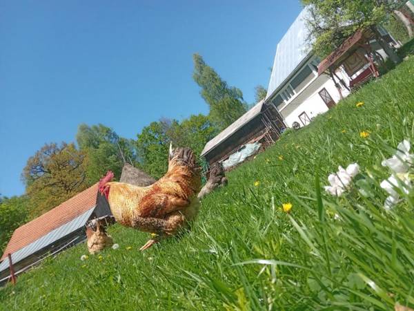 Room in Guest room - Idylic Family Sejour with Hottube in Green Land