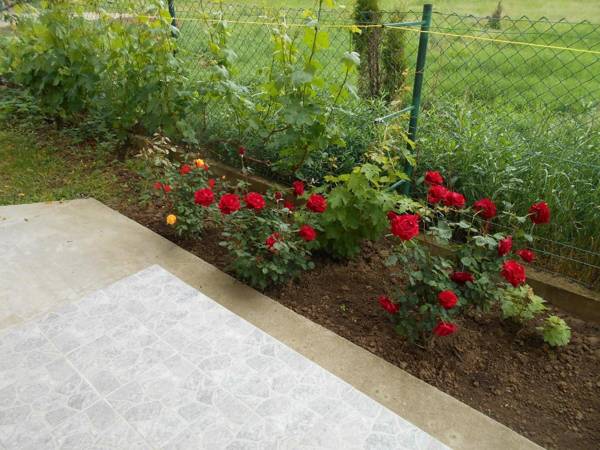 Airplane Apartment T&T