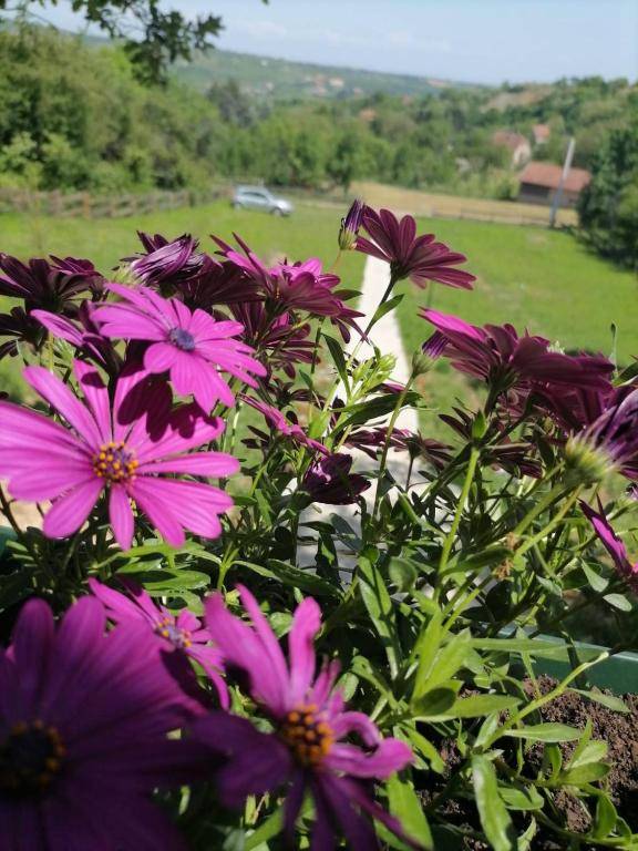 Lux Brvnara Vilenjak