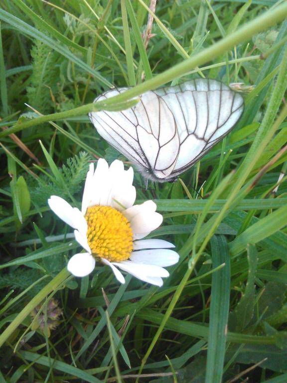 Apartman JELA Jabuka