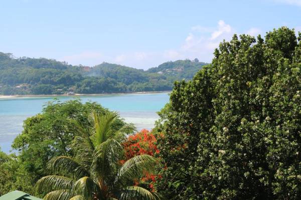 Seychelles Yellow Petals