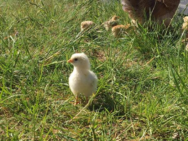 Tryde 1303 B&B på Österlen