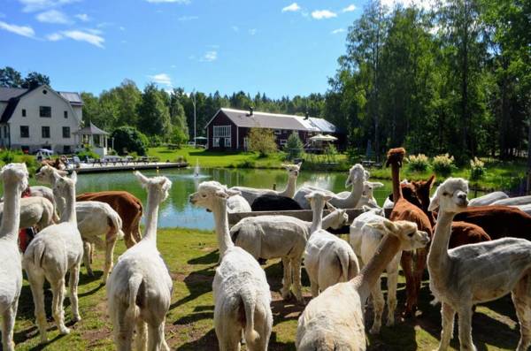 Norrängens Alpacka - Det lilla boutiquehotellet med en fluffy twist !