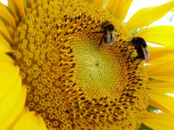 Skogis Bed & Breakfast