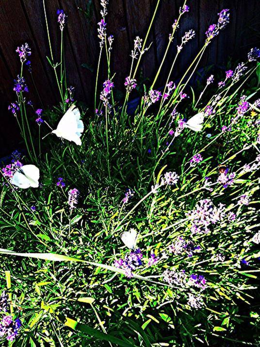 Woodstock B & B Studios