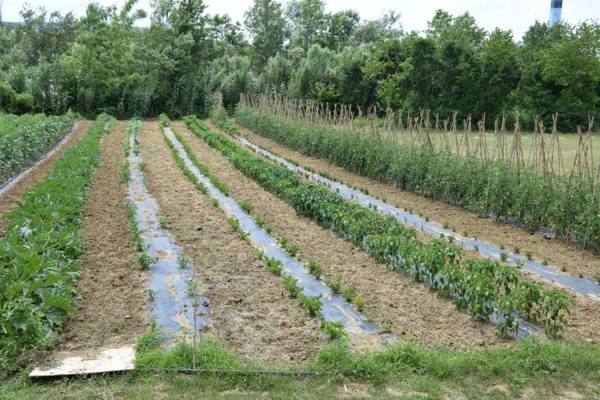 Restaurant Bric Dekani