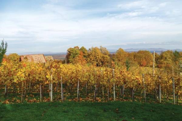 Child friendly Vineyard House Bahor