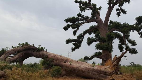 Baobab Soleil