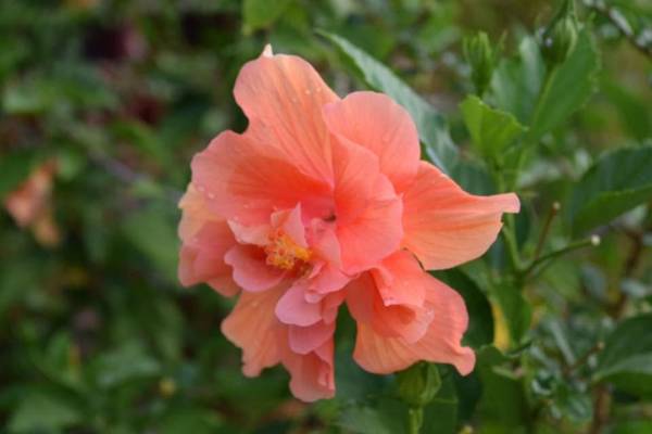 Ruanmai Style Resort 2