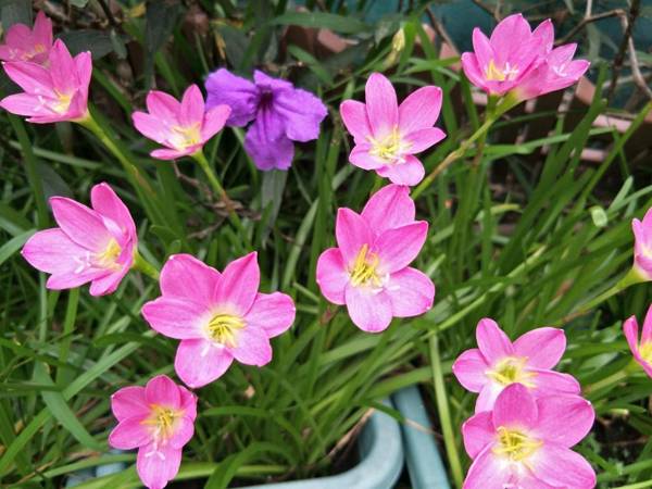 Sandy Serviced Apartment