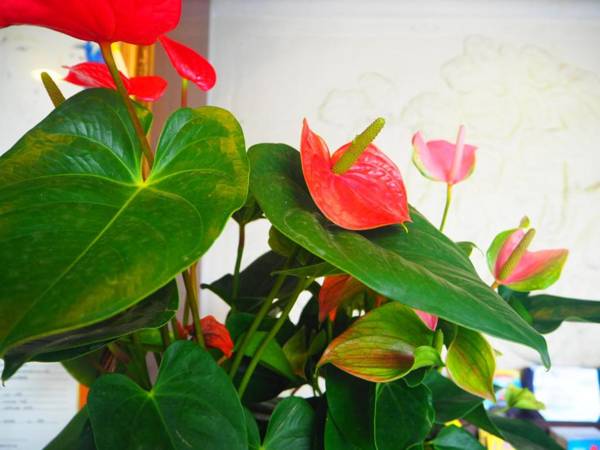 Club Bamboo Boutique Resort & Spa - SHA Certified