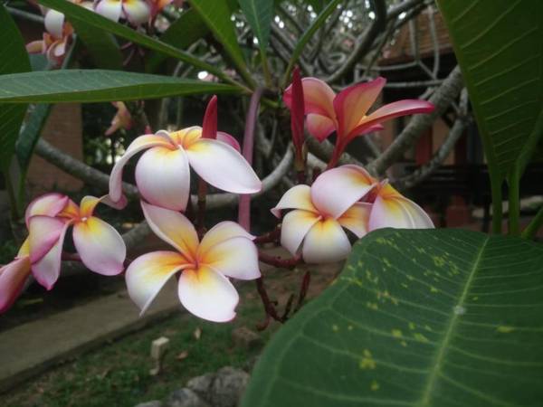 Flora Ville-SHA PLUS