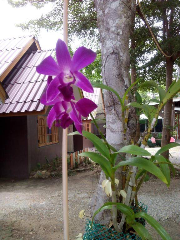 Bansuan Inthanon resort -Classic House