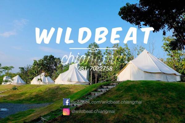 WILDBEAT Chiang Mai