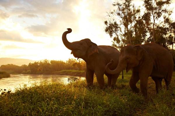 Anantara Golden Triangle Elephant Camp & Resort - SHA Certified