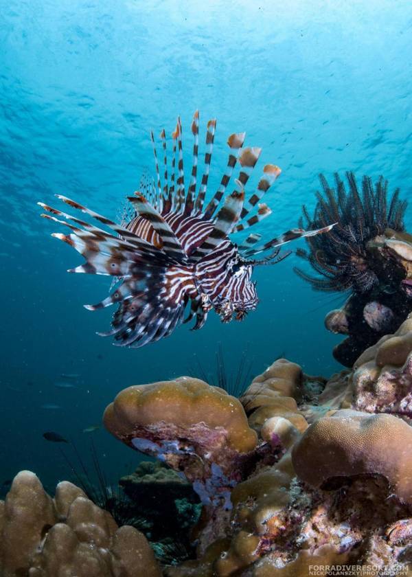 Forra Diving Resort Pattaya Beach